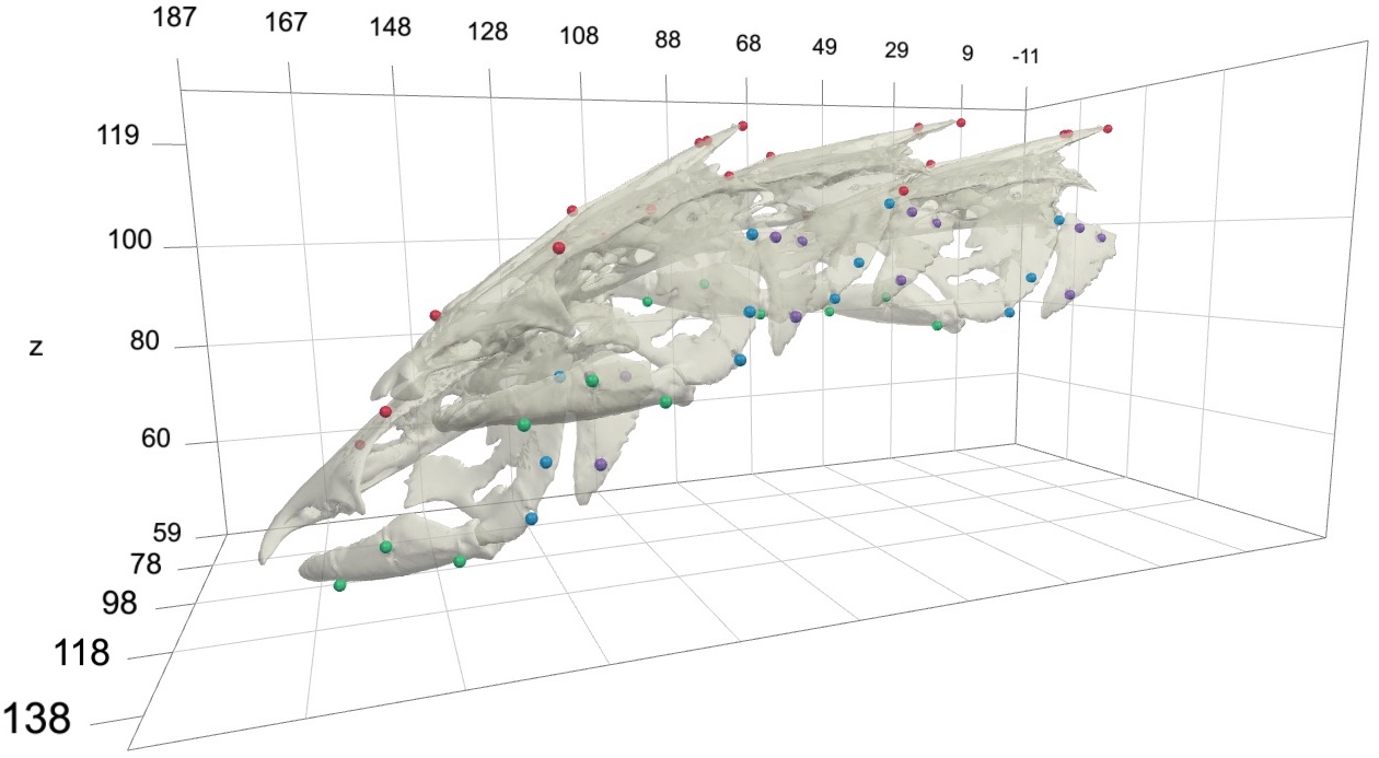 Rigid 3d animation